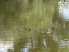 2021-06-08:ducklings
