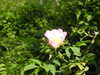 20210613104307-DSCN9168.JPG