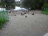 2021-07-12:Chislehurst Walk
