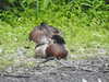 20210712155154-DSCN9256.JPG