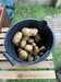 2021-07-24:potatoes
