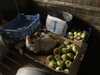 2021-09-06:Apples
