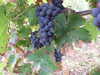 20210912125410-DSCF6286.JPG