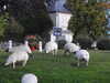 20210913202059-DSCN9611.JPG