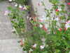 20210916114537-DSCN9810.JPG