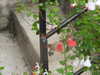 20210916114543-DSCN9811.JPG
