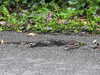 20210917101258-DSCN9854.JPG