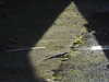 20210924173205-DSCN0450.JPG