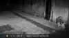 2021-10-15:Wildlife
