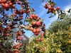20211024104035-DSCN0719.JPG