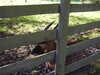 20211024120446-DSCN0858.JPG