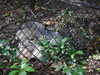 20211024125404-DSCN0917.JPG