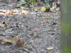 20211024134206-DSCN0979.JPG