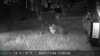 2021-11-06:Wildlife
