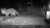 2021-11-08:Wildlife
