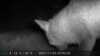 2021-11-09:Wildlife
