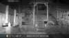 2021-11-17:Wildlife
