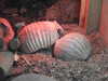 20211211113009-DSCN1064.JPG