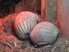 20211211132649-DSCN1146.JPG