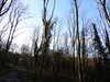2022-01-09:Gangers Wood
