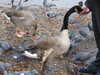 2022-02-06:Chislehurst Geese
