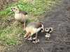 2022-03-07:Chislehurt Goslings
