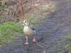 2022-03-08:Chislehurst Goslings
