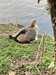 2022-03-10:Chislehurst Goslings

