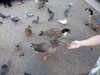 2022-05-20:Chislehurst ducks
