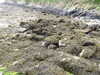 20220602125956-DSCN1971.JPG