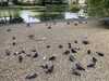 2022-06-23:Chislehurst baby Geese
