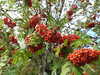 20220903095409-DSCN3500.JPG