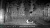 2022-09-27:Invicta Wildlife
