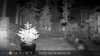 2022-10-10:Invicta Wildlife
