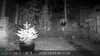 2022-10-25:Invicta Wildlife

