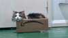 2023-01-08:Felicity in box

