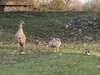 2023-03-02:Egyptian Goslings
