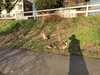 2023-03-14:Egyptian Goslings
