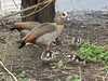 2023-03-16:Egyptian Goslings
