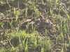 2023-04-02:Egyptian Goslings
