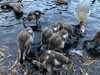 2023-10-31:Goslings
