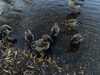 2023-11-06:Goslings
