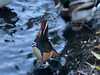 2023-11-09:Goslings
