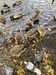 2023-11-19:Goslings
