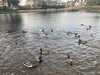 2024-03-07:Ducks

