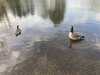 2024-04-07:Ducks
