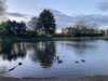 2024-04-09:Ducks

