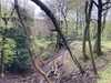 2024-04-28:Bluebells
