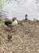 2024-05-02:Egyptian Goslings
