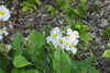 20240504144409-DSCN6418.JPG